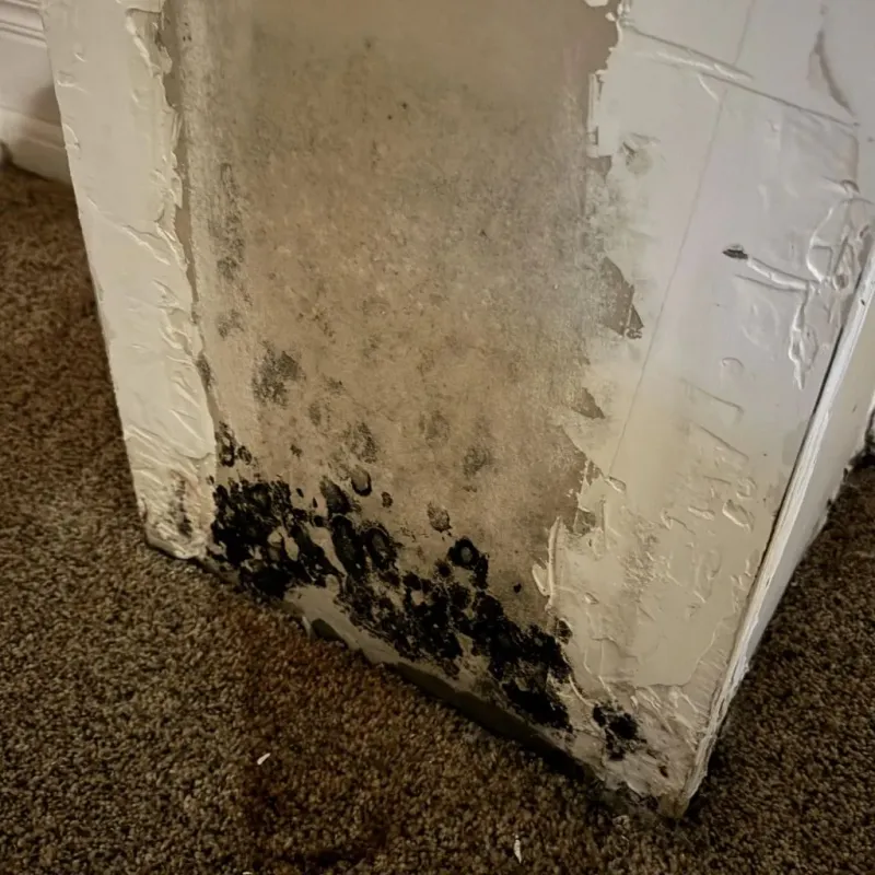 Professional Mold Removal in Edmore, MI